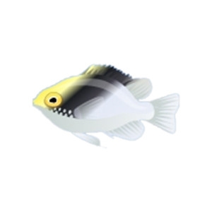 Rollands Damselfish